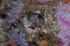 Thylacodes natalensis