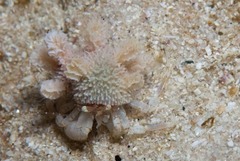 Anapagurus hendersoni