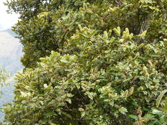 Weinmannia cymbifolia