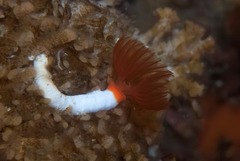 Protula bispiralis