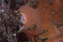 Pseudodromia rotunda