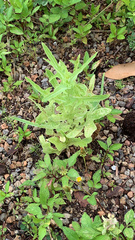 Lactuca graminifolia