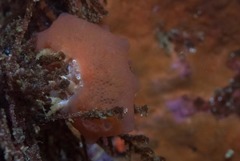 Pseudodromia rotunda