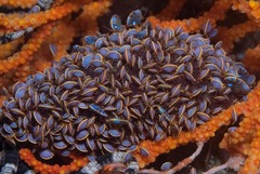 Ochlesis lenticulosus