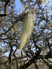 Usnea articulata