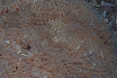 Semicassis zeylanica