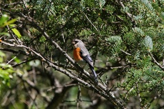 Pyrrhula erythaca