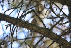 Leptopoecile elegans