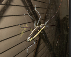 Neoptychodes candidus