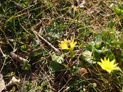 Ficaria verna calthifolia
