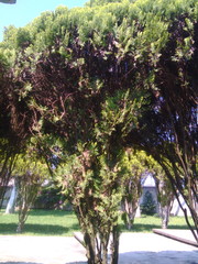 Pinus cooperi