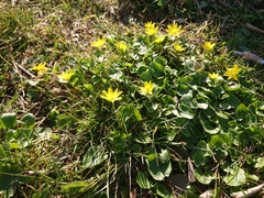 Ficaria verna calthifolia