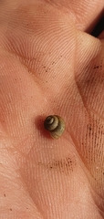 Valvata piscinalis