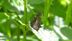 Polygonia oreas
