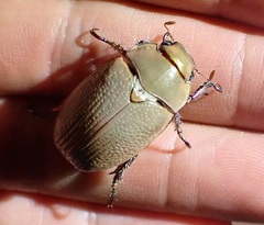 Anoplostethus roseus