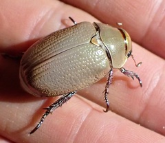 Anoplostethus roseus