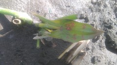 Sagittaria montevidensis