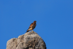 Parabuteo unicinctus unicinctus