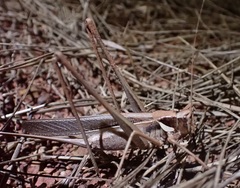 Antipodectes bituberculatus