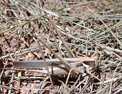 Antipodectes bituberculatus