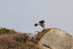 Parabuteo unicinctus unicinctus