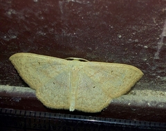 Scopula