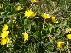 Ficaria verna calthifolia