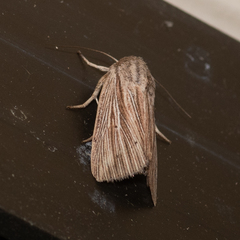 Leucania porphyrodes