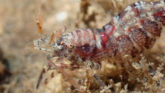 Eualus pusiolus