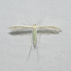 Pterophorus albidus