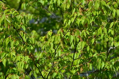 Carpinus kawakamii
