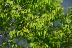 Carpinus kawakamii