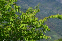 Carpinus kawakamii