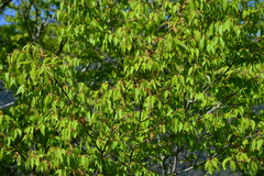 Carpinus kawakamii