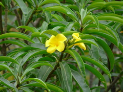 Allamanda weberbaueri