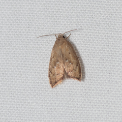 Parocystola leucospora