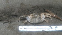 Cyrtograpsus angulatus