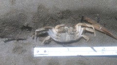 Cyrtograpsus angulatus