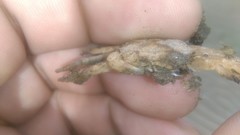 Cyrtograpsus angulatus