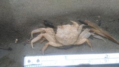 Cyrtograpsus angulatus