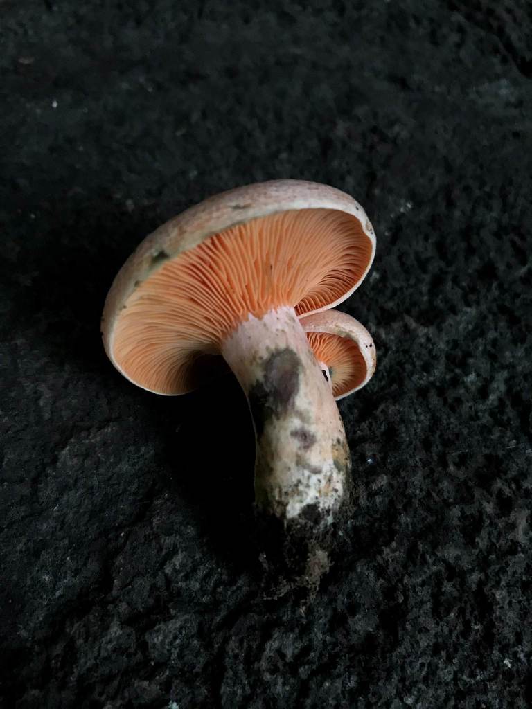 Lactarius akahatsu · June 2018 · photo: © atsushi_nakajima_cirque (iNaturalist, cc-by)