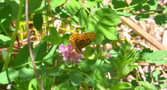 Boloria epithore