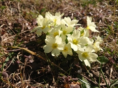 Primula vulgaris