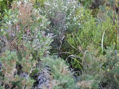 Poodytes punctatus vealeae