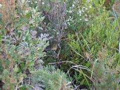 Poodytes punctatus vealeae