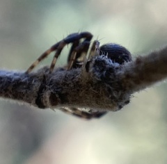 Synema globosum