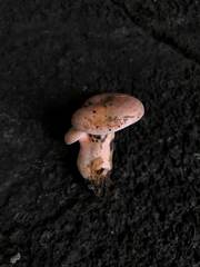 Lactarius akahatsu