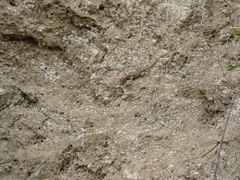 Microlophus arenarius