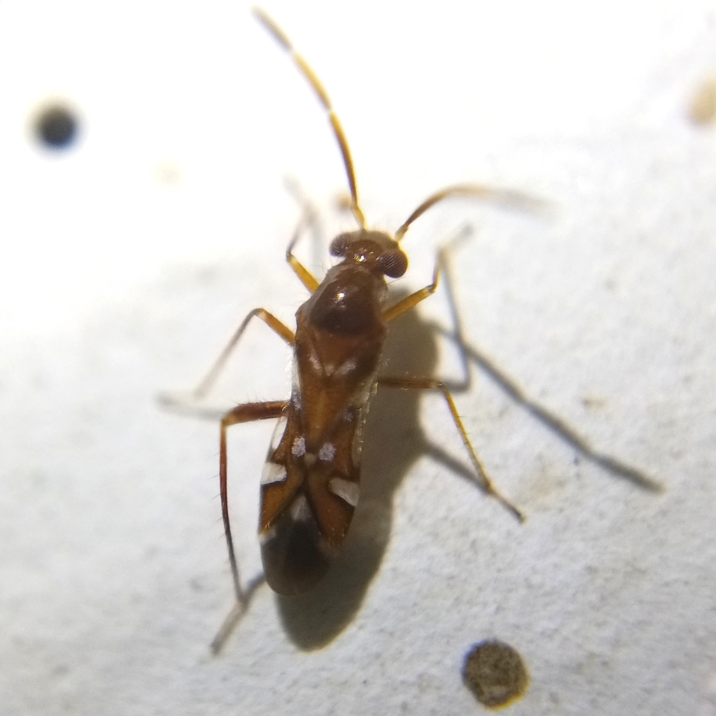 Laemocoridea dispersa