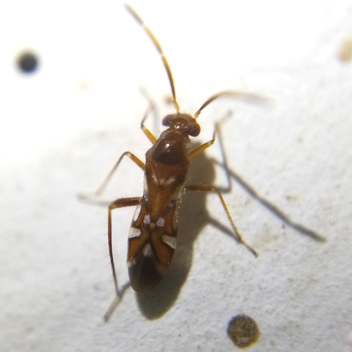 Laemocoridea dispersa